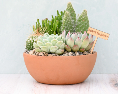 Holiday Terracotta Succulent Garden