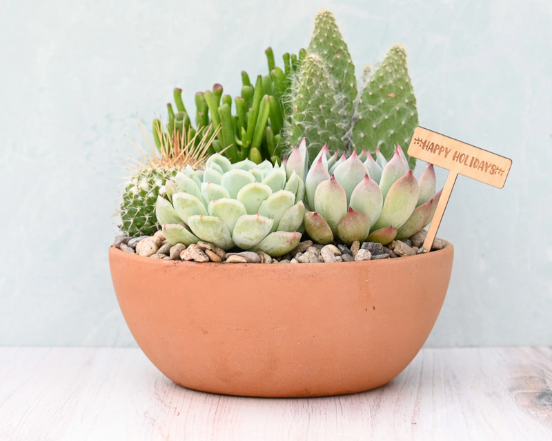 Holiday Terracotta Succulent Garden