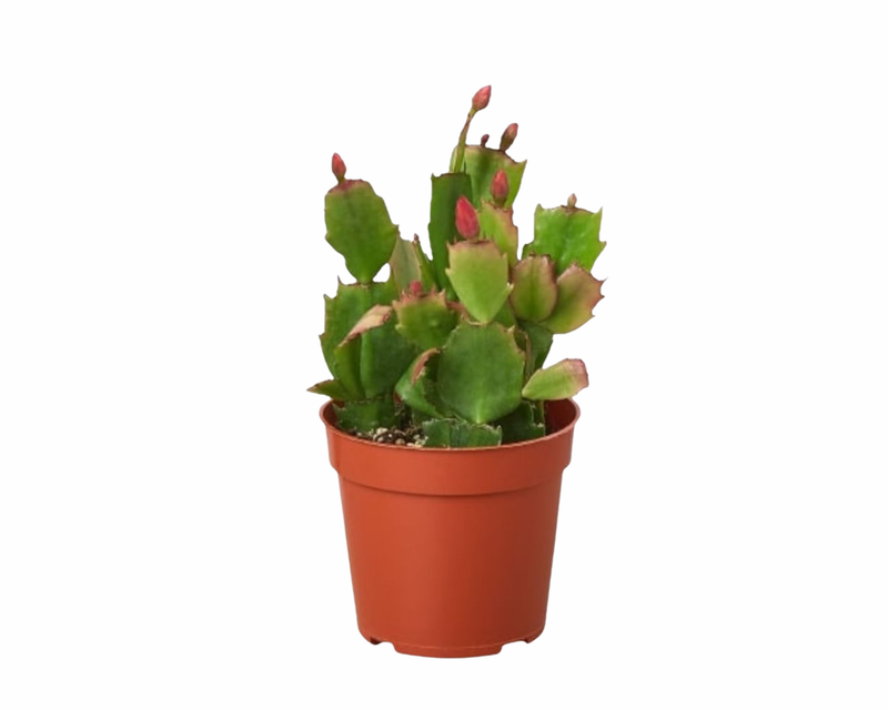 Christmas Cactus