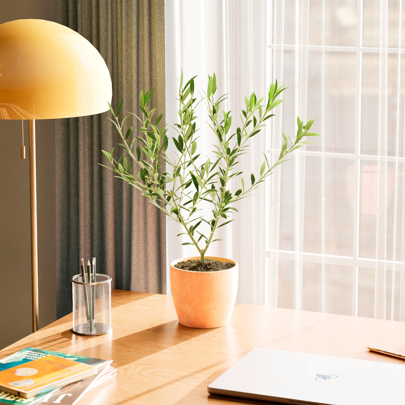 Medium Indoor Olive Tree with Eco Pot