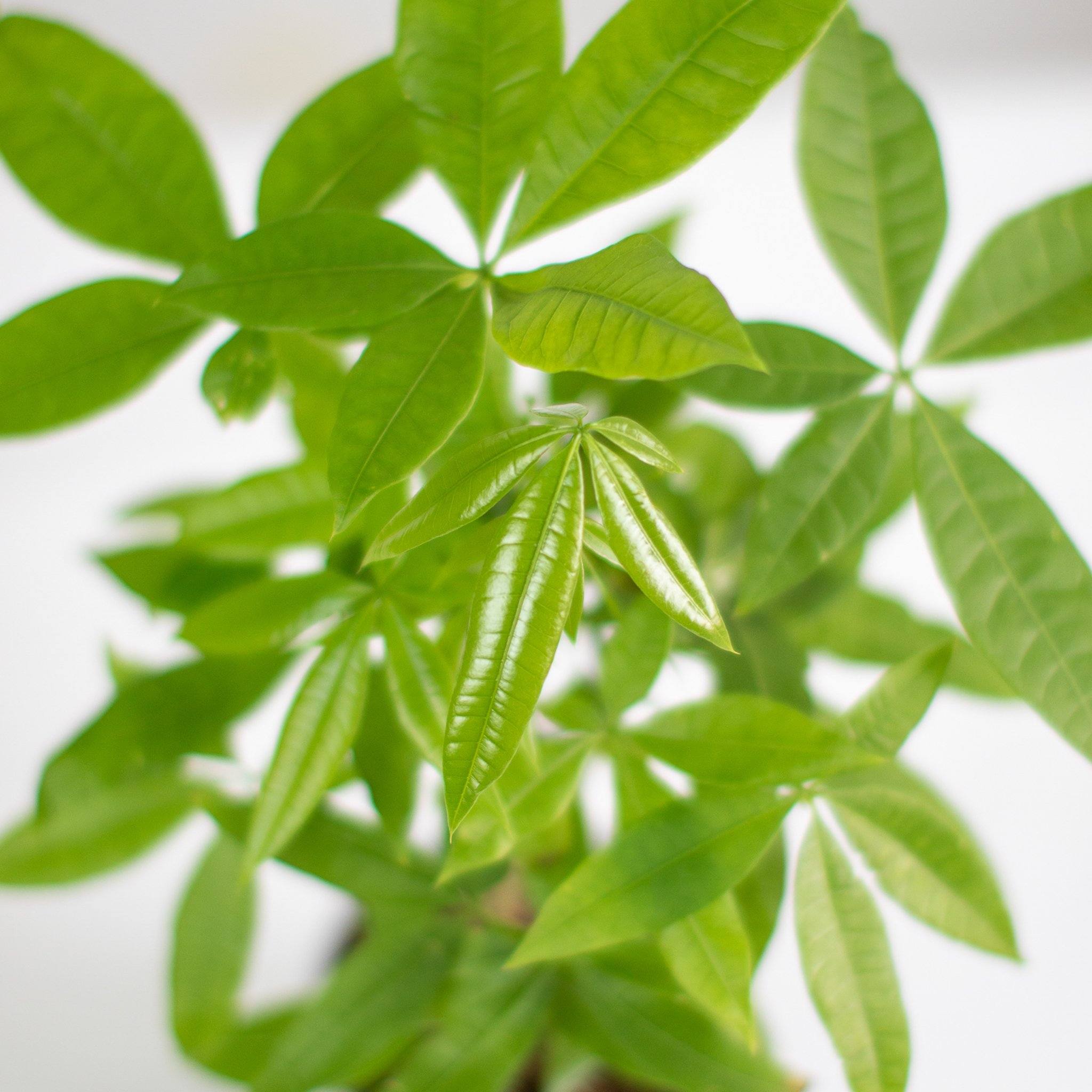 Lively Root Money Tree Plant - Thumbnail 4
