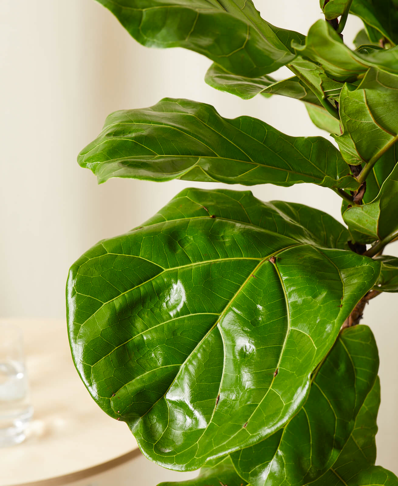 Fiddle Leaf Fig
