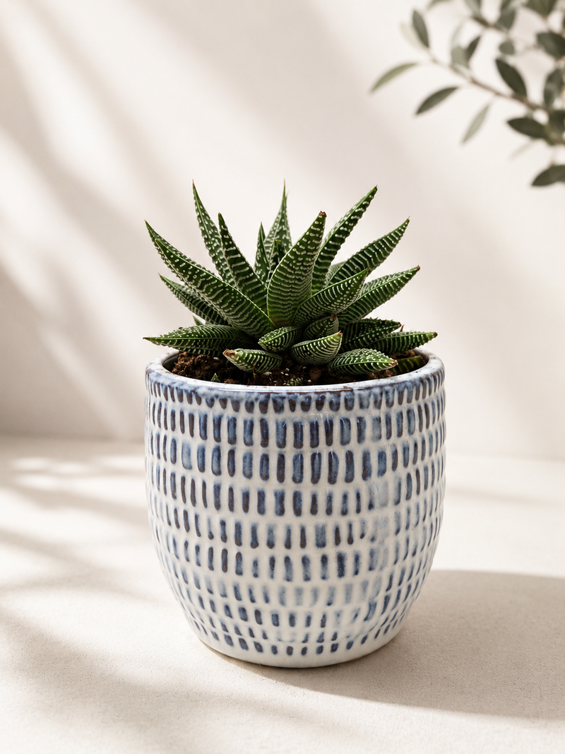 Miami Vibes Plant