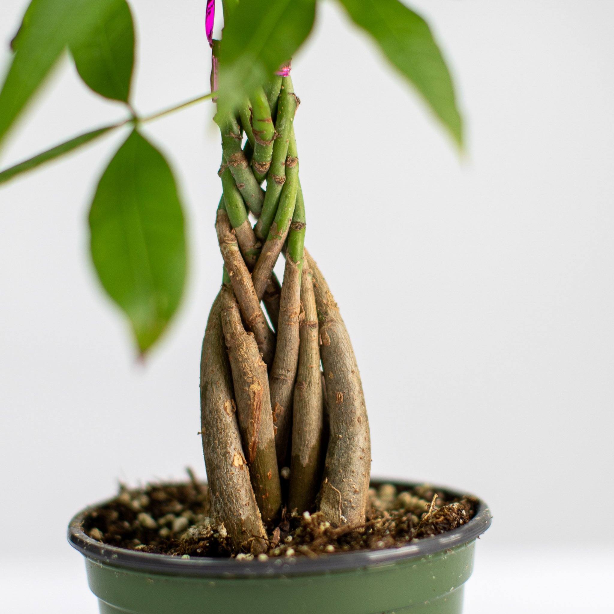 Lively Root Money Tree Plant
