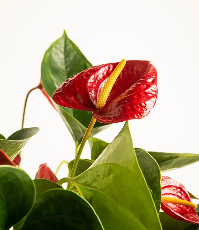 Small Anthurium Red in Self Watering Ceramic Potter