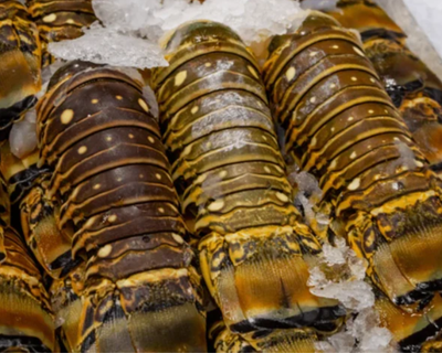 Six 6oz Florida Lobster Tails
