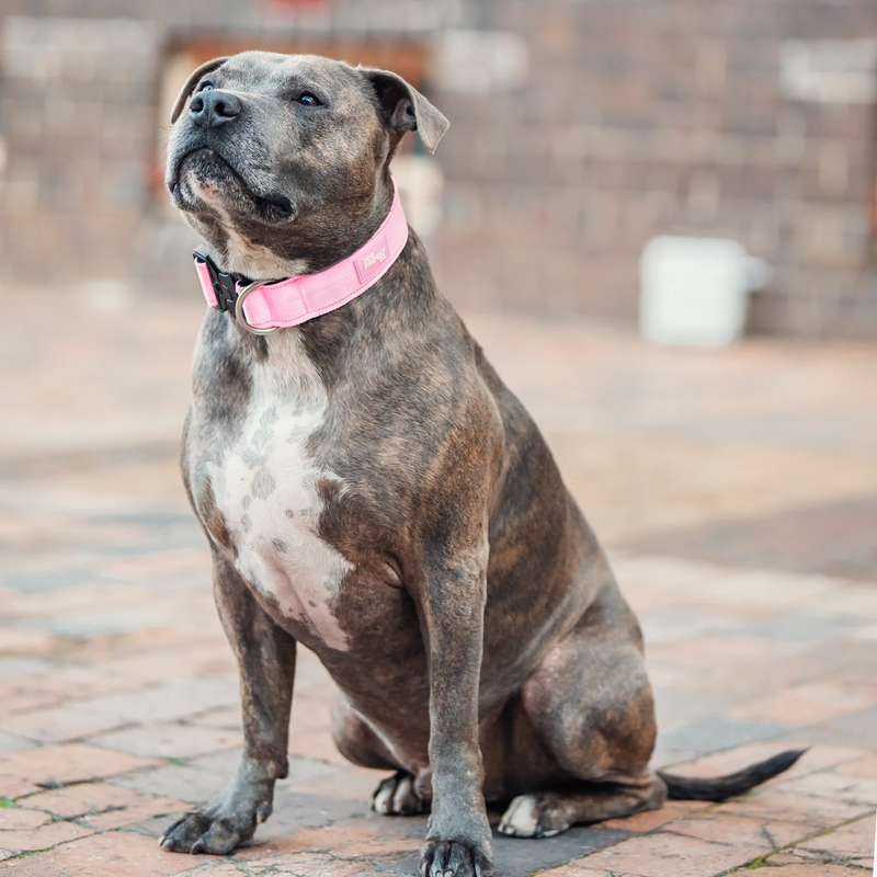 Tactical Dog Collar