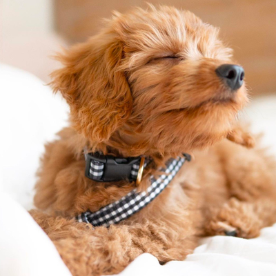 Gingham Dog Collar