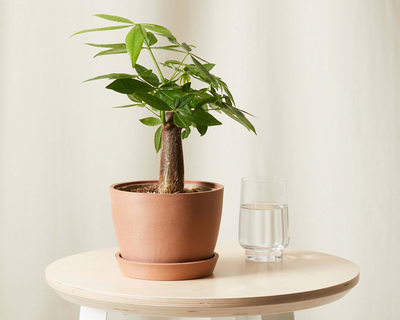 Mini Money Tree