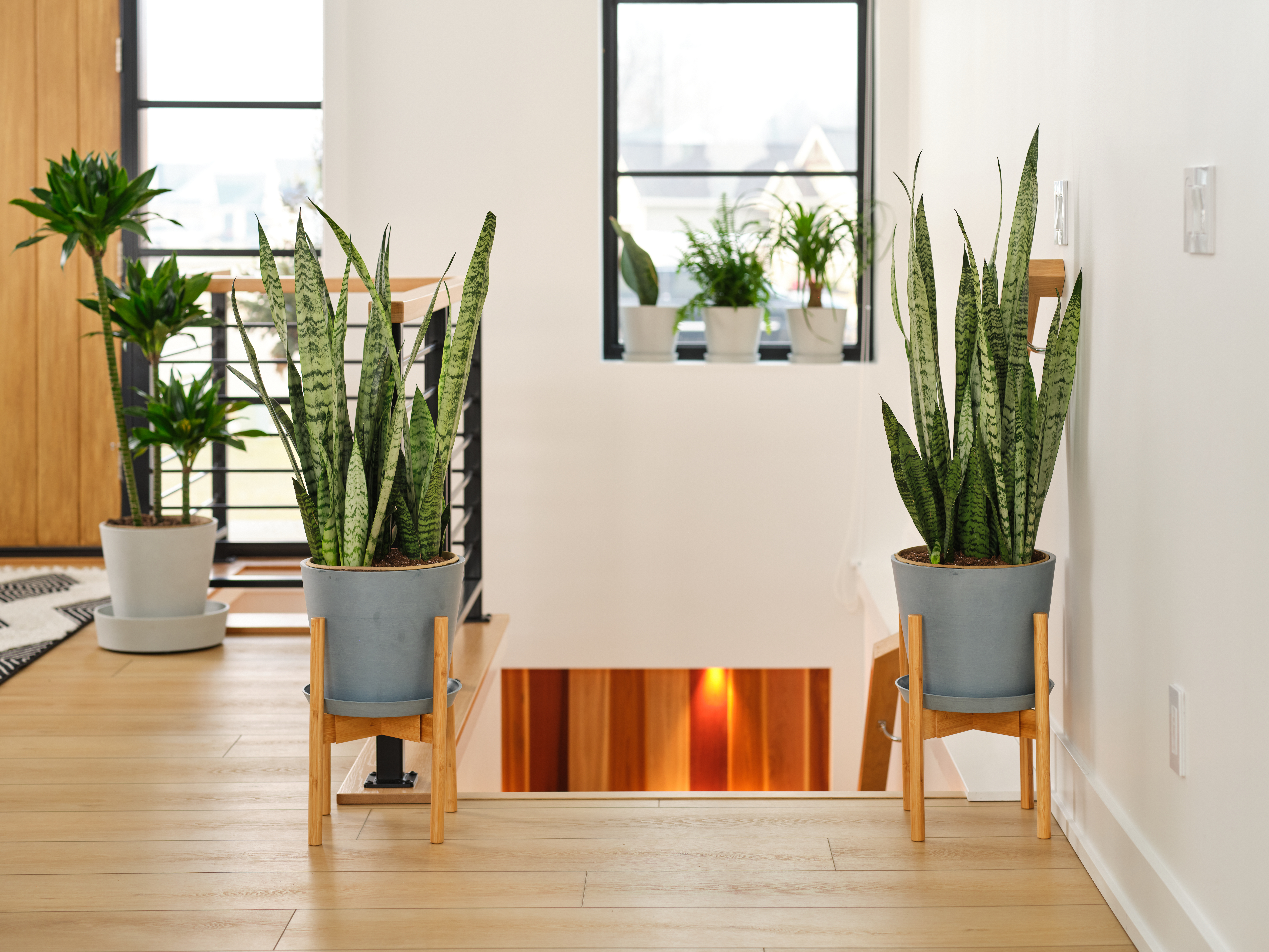 Sansevieria Snake Plant