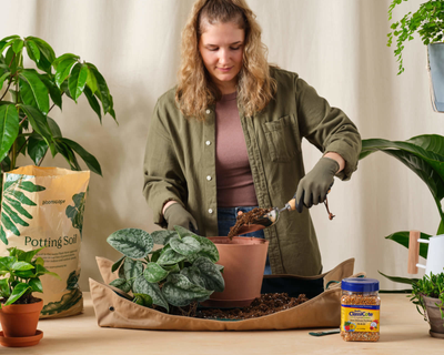 1 Plant Repotting Kit, 8" Pot