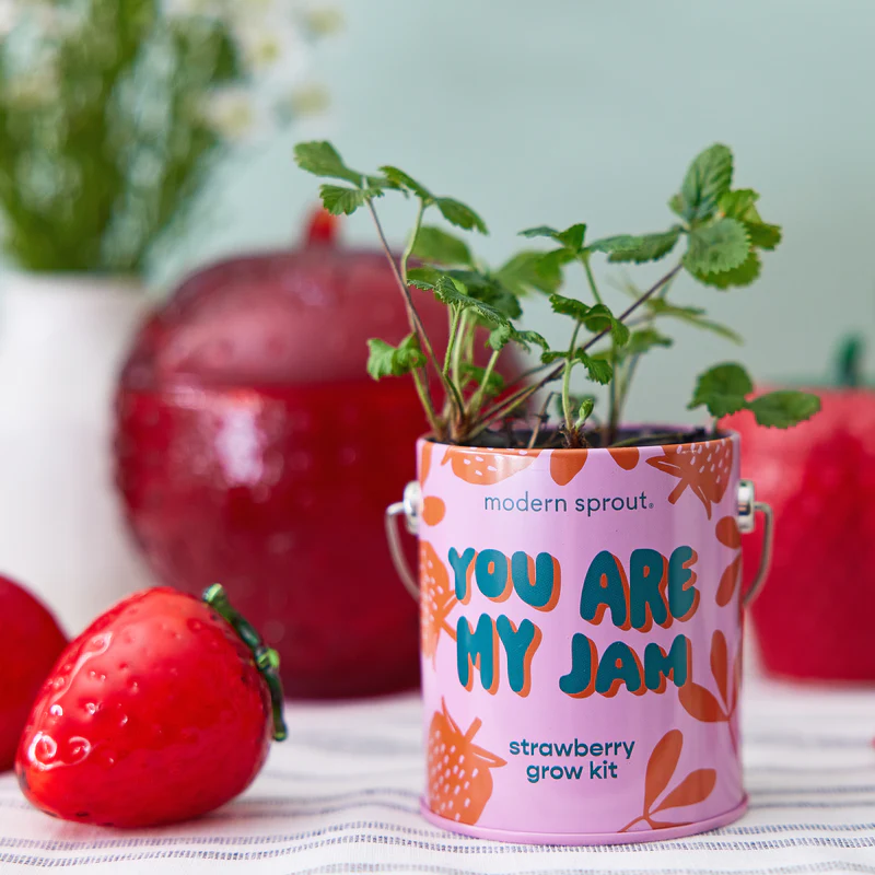 Complimentary Colors Grow Kit