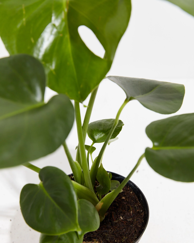 Medium Monstera Deliciosa with Eco Pot