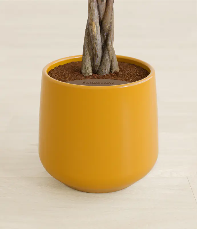 Medium Money Tree in Self Watering Ceramic Potter
