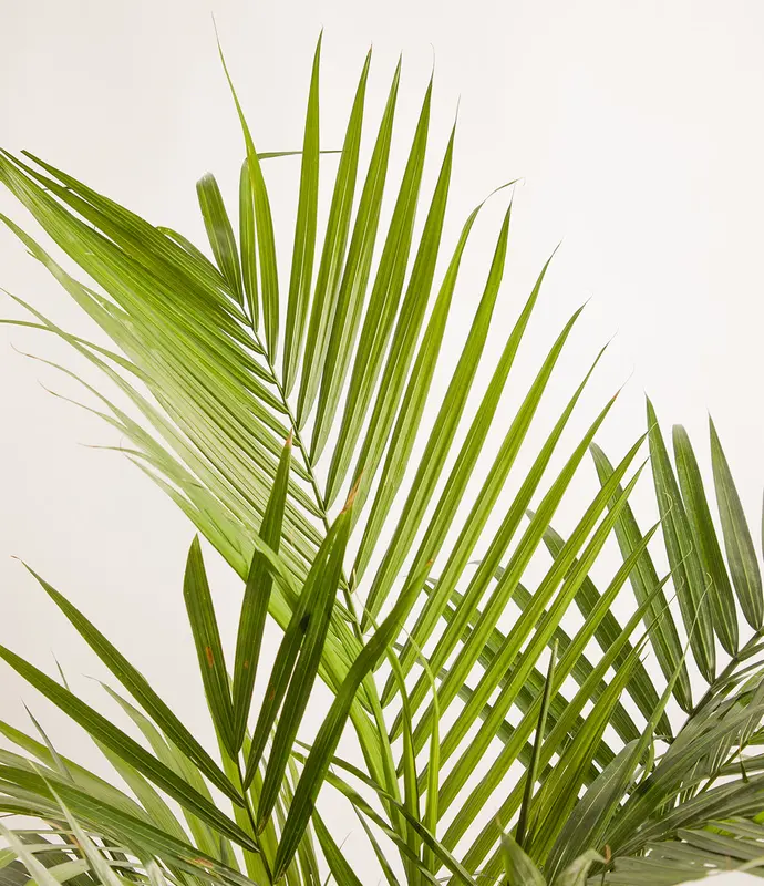 Huge Majesty Palm in Self Watering Ceramic Potter
