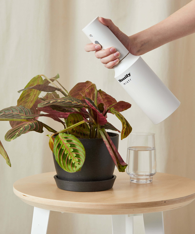 Red Prayer Plant