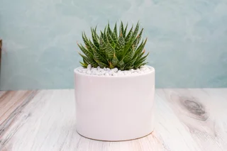 Aloe Aristata
