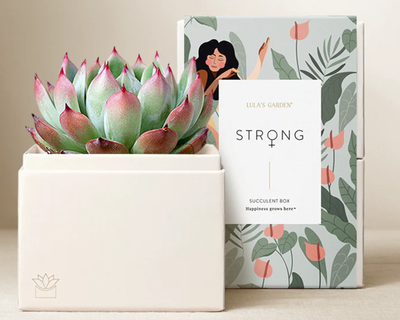 Women's History Month Bliss Garden