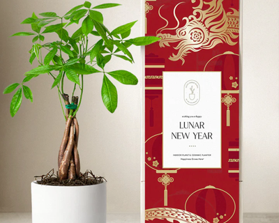 Lunar New Year Money Tree