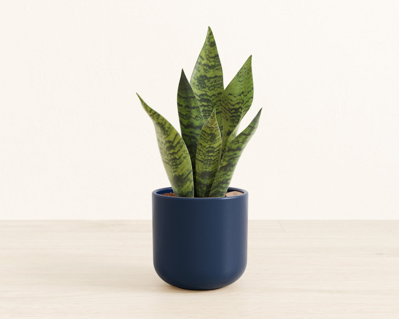 Small Green Snake Plant in Self Watering Ceramic Potter