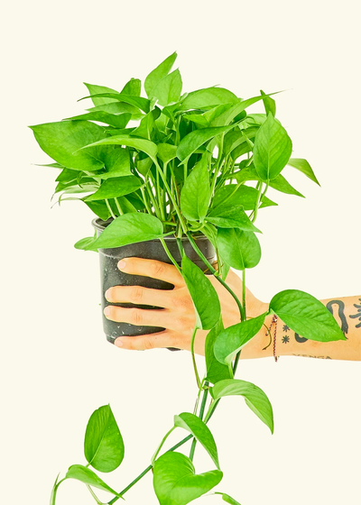 Jade Pothos, Medium