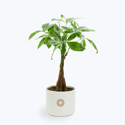 Branded Lively Root Small Money Tree Plant Kit