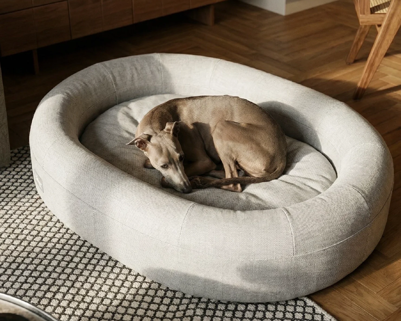 Medium Chill Pill Memory Foam Dog Bed