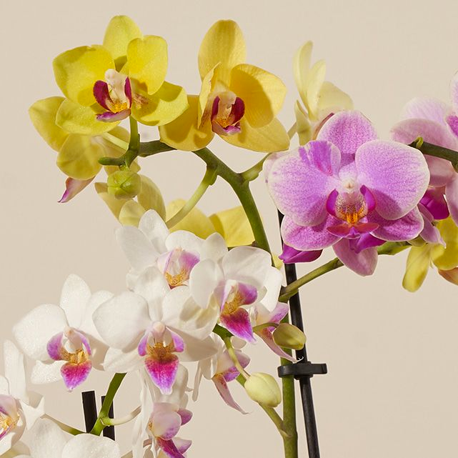 Three Wishes Orchids