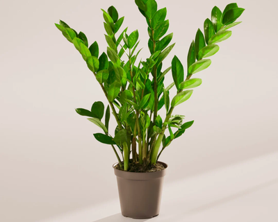 ZZ Plant, Medium