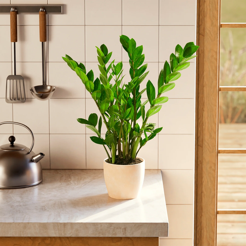 Medium ZZ Plant with Eco Pot