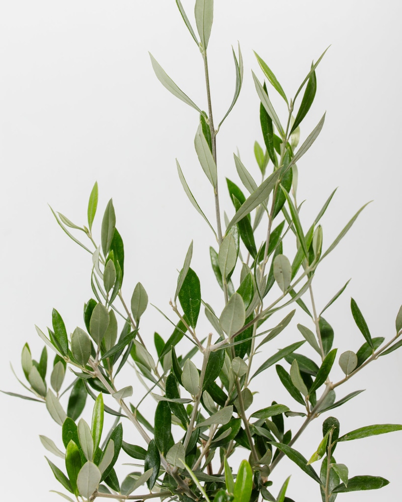 Indoor Olive Tree