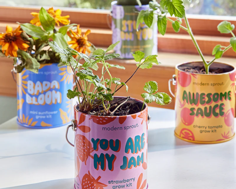Complimentary Colors Grow Kit 4-Pack