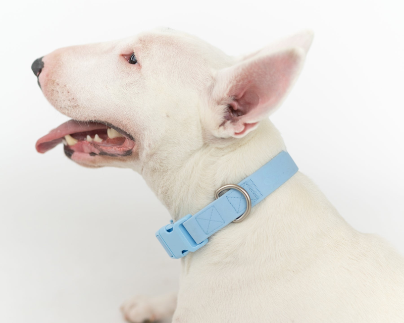 Medium Dog Collar