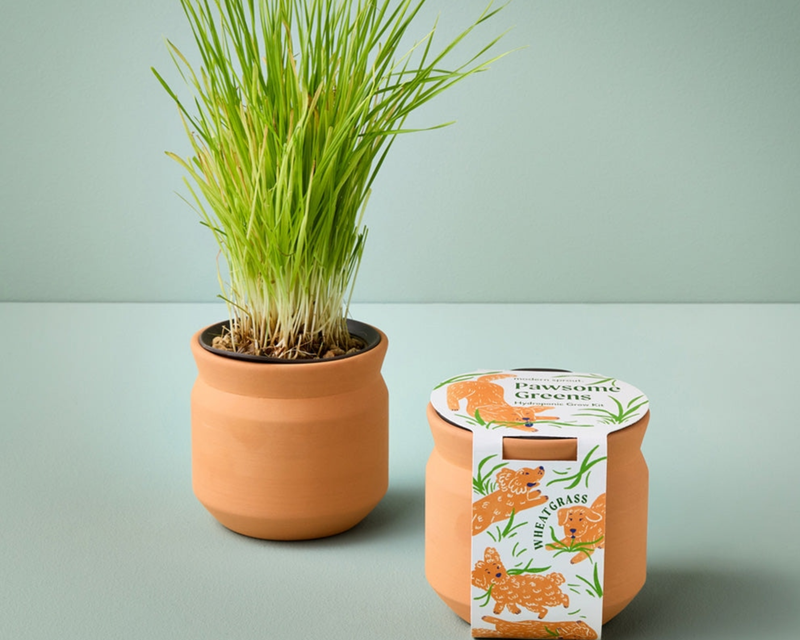 Pet Tiny Terracotta Grow Kit