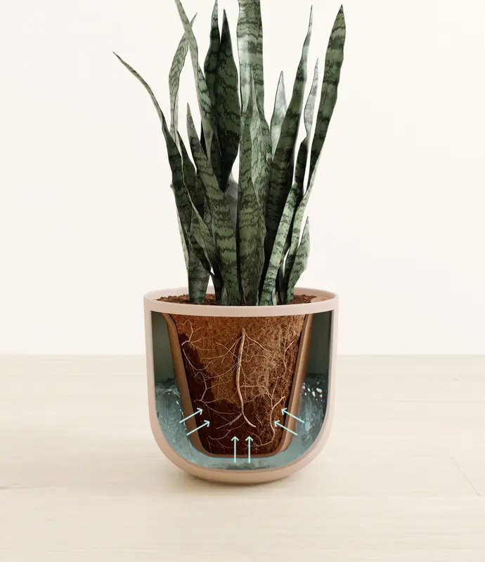 Large Snake Plant in Self Watering Ceramic Potter