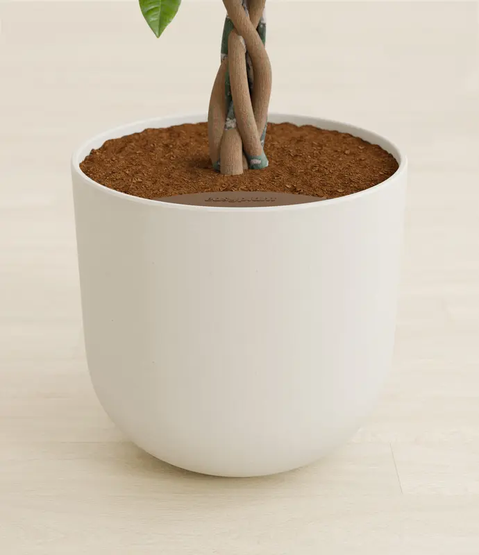 Large Money Tree in Self Watering Ceramic Potter