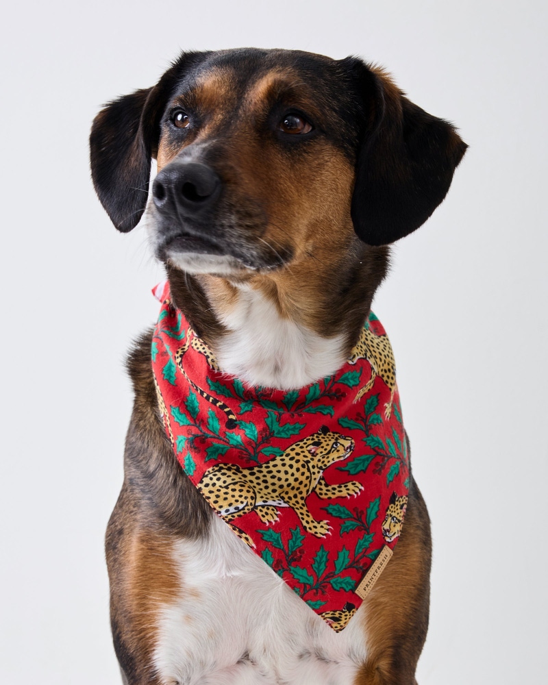 Winter Holly Bagheera