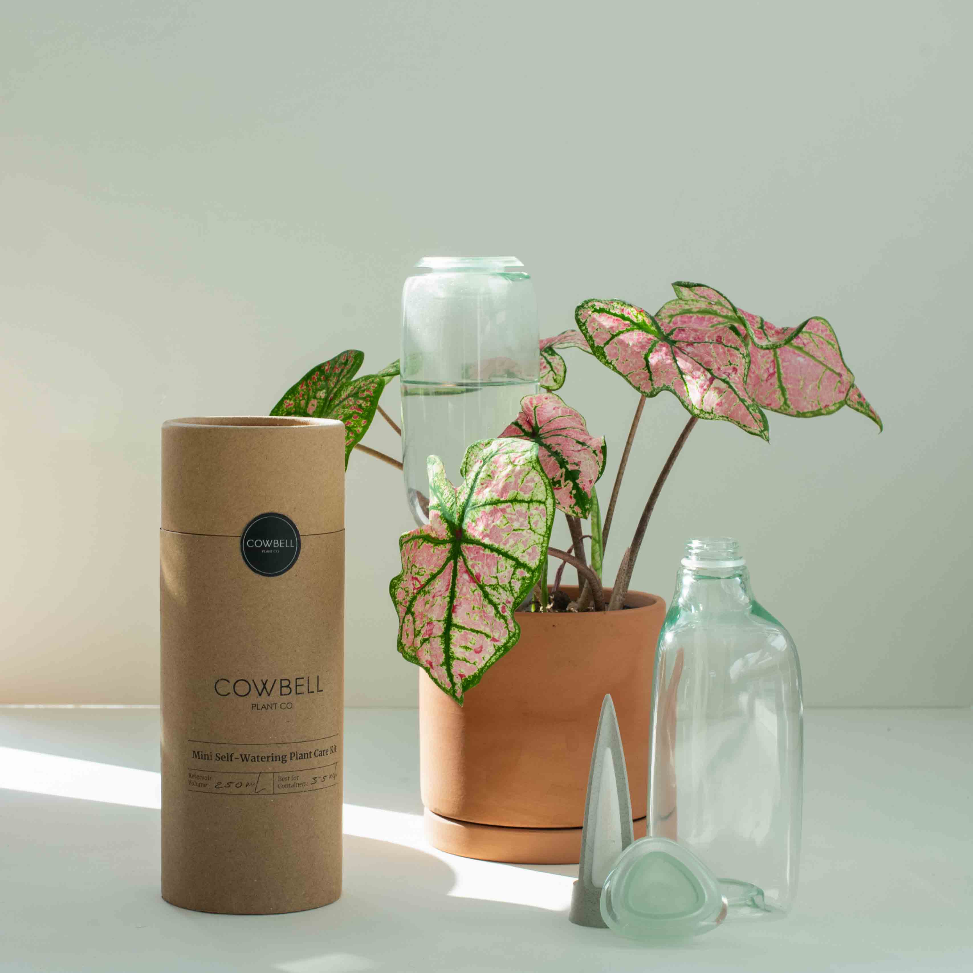 Cowbell Plant Care Kit - Thumbnail 4