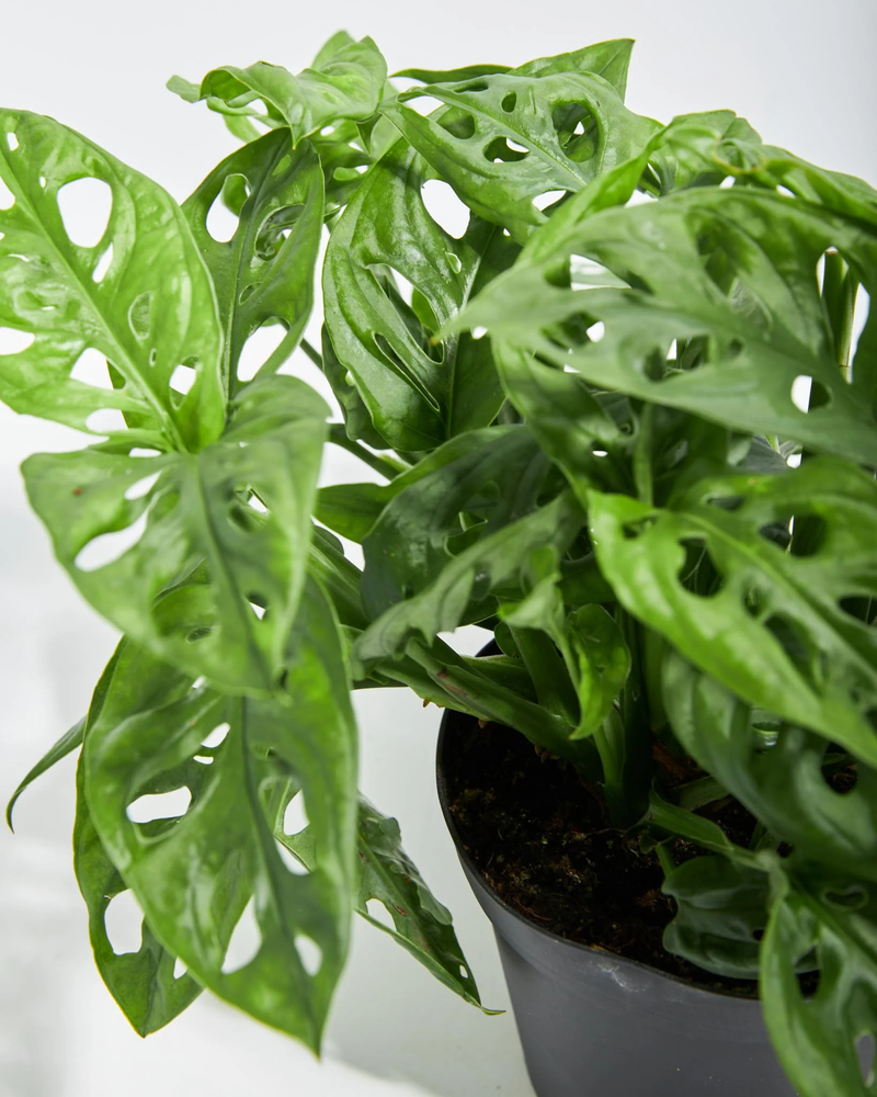 Medium Swiss Cheese Plant with Eco Pot