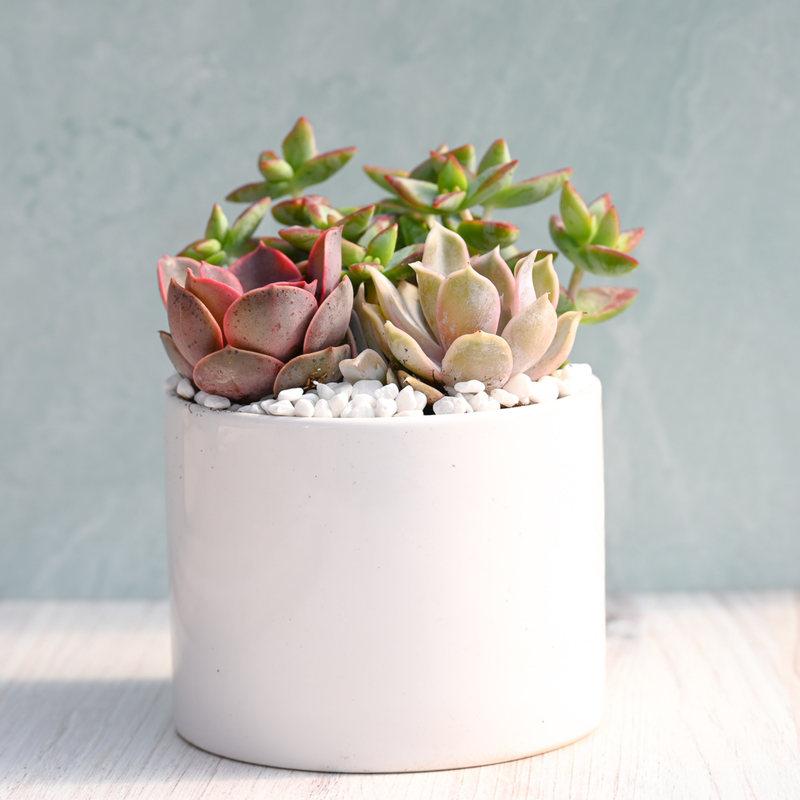 Grow By Gifting Jubilant Succulent Garden Trio