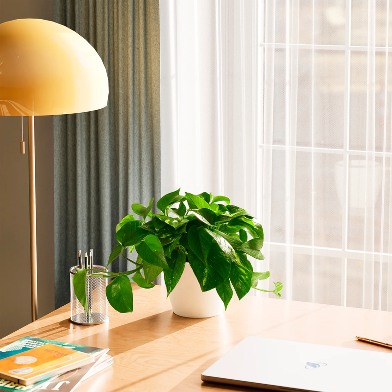 Medium Golden Pothos Plant with Eco Pot