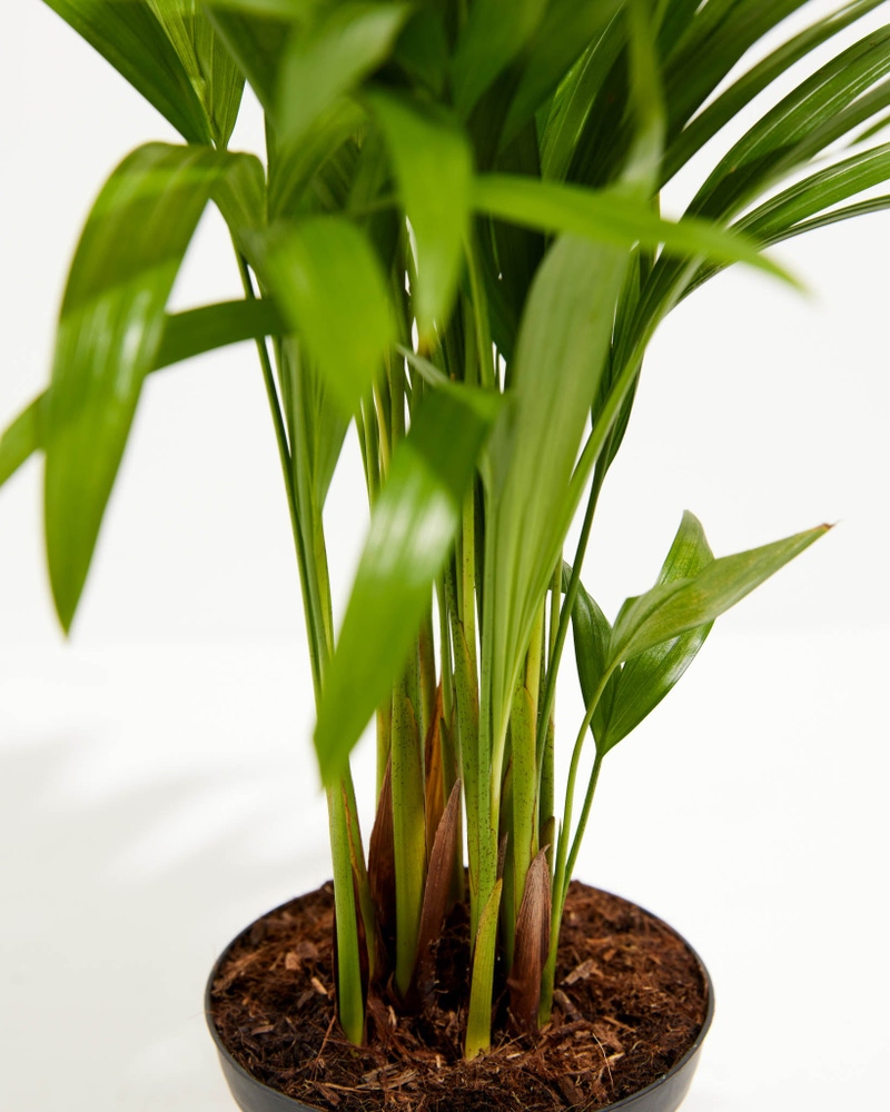 Areca Palm Indoor Tree, Small