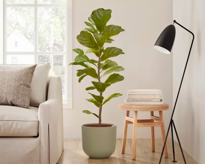Huge Fiddle Leaf Fig in Self Watering Ceramic Potter