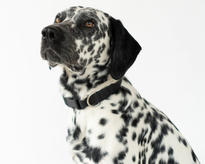 Medium Dog Collar
