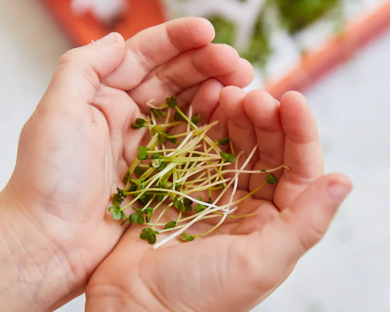 Pop Up Microgreens Kit