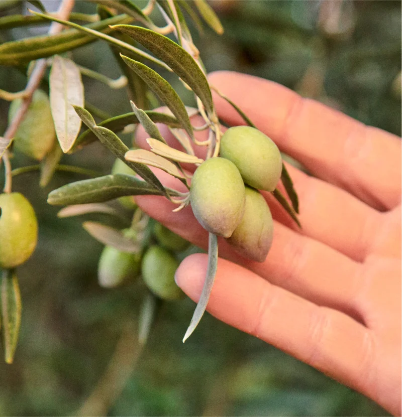 Drizzle EVOO