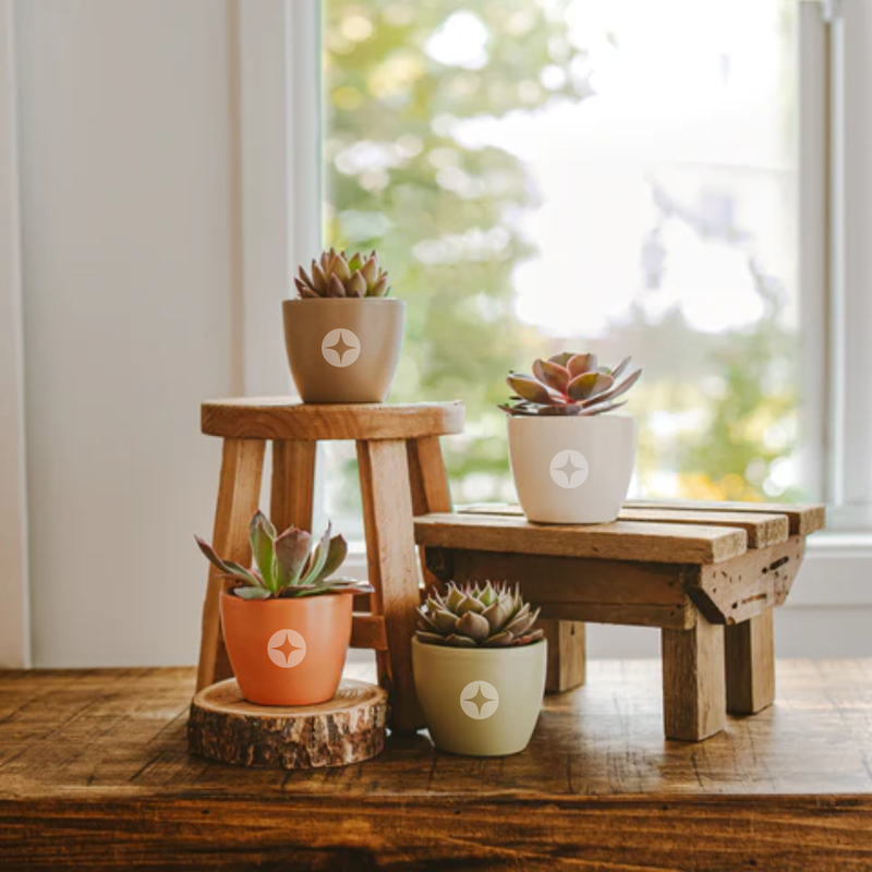 Branded Lively Root Petite Succulent Plant Kit