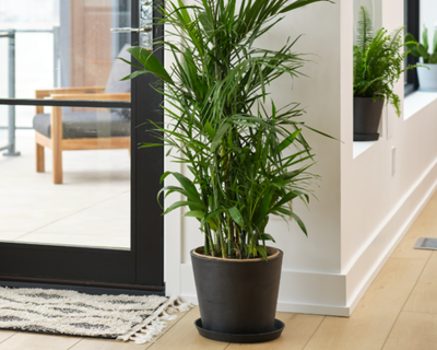 Bamboo Palm