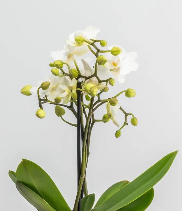 Small Zurich White Orchid in Self Watering Ceramic Potter