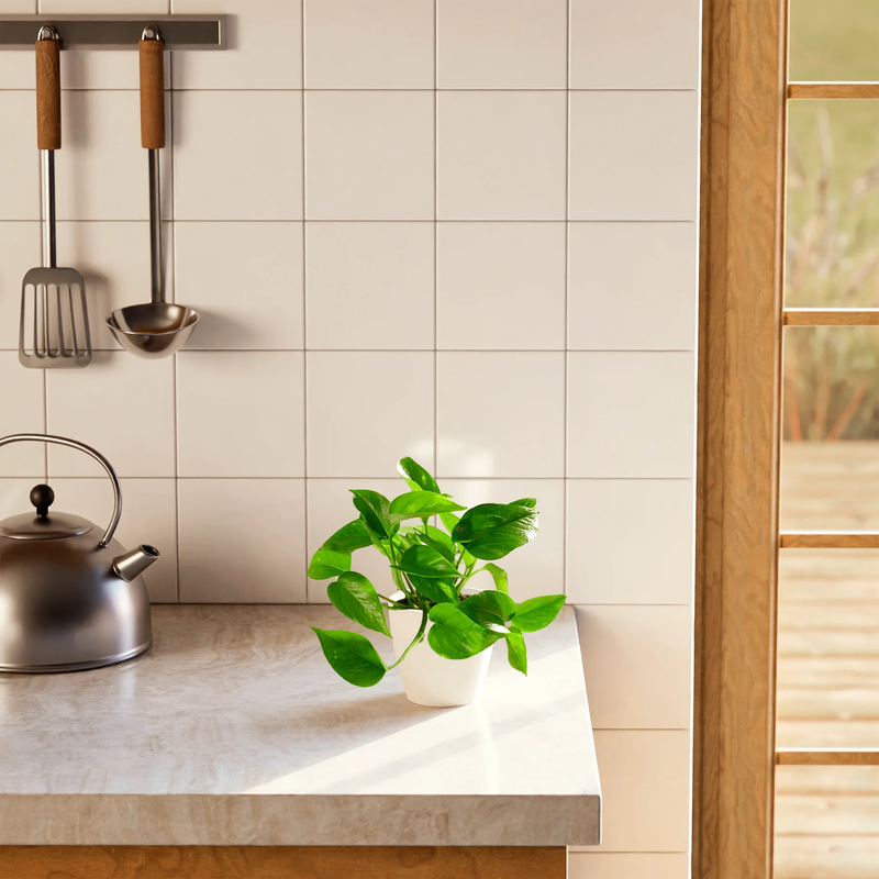 Medium Golden Pothos Plant with Eco Pot
